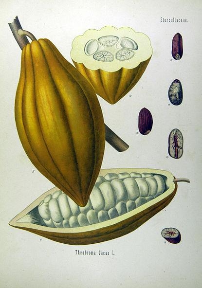 4. Какао. Плод. Ботаническая иллюстрация из книги «Kцhler’s Medizinal-Pflanzen», 1887