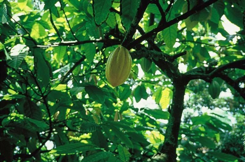 6. Молодая какао плантация