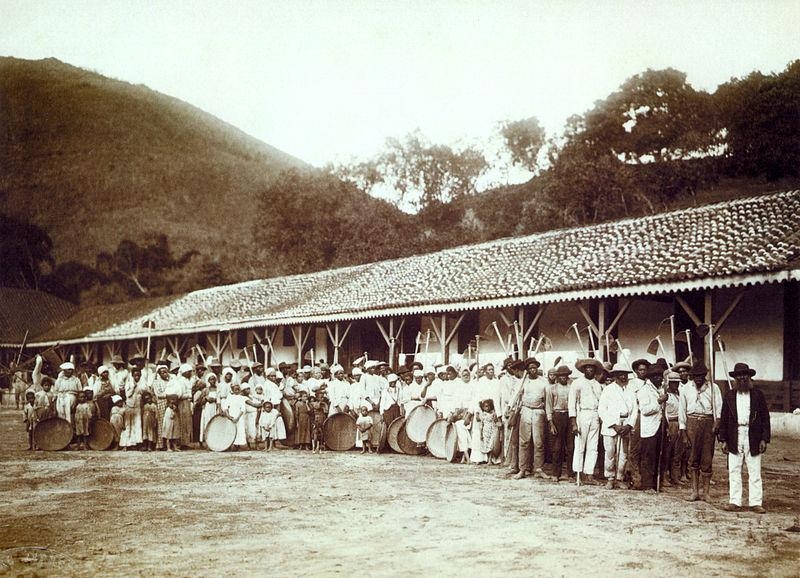 8. Рабы на кофейной плантации. Фотография 1885 г.
