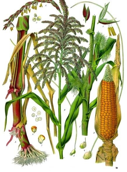 2. Ботаническая иллюстрация из книги «Kцhler’s Medizinal-Pflanzen», 1887