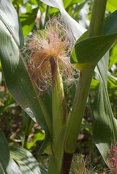 3. Женское соцветие кукурузы