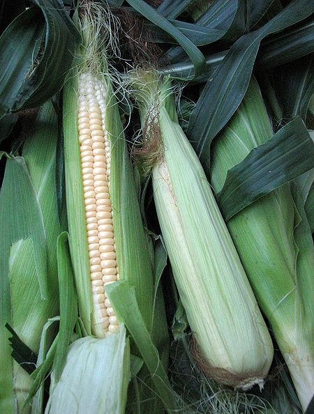4. Початок кукурузы