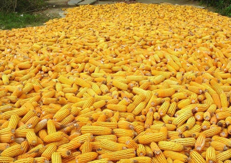 16. Урожай кукурузы