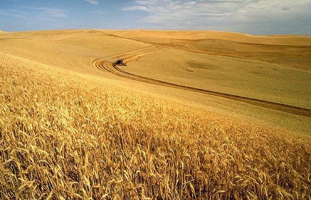 20. Пшеничное поле, США