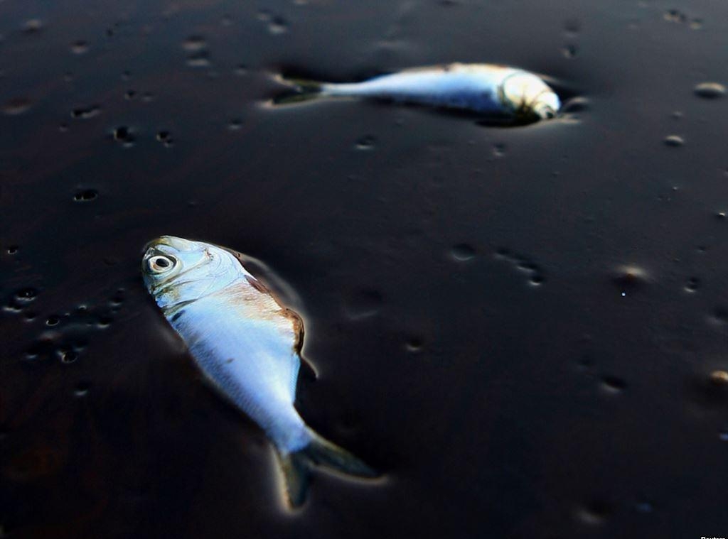 Рыба, погибщая в Мексиканском заливе