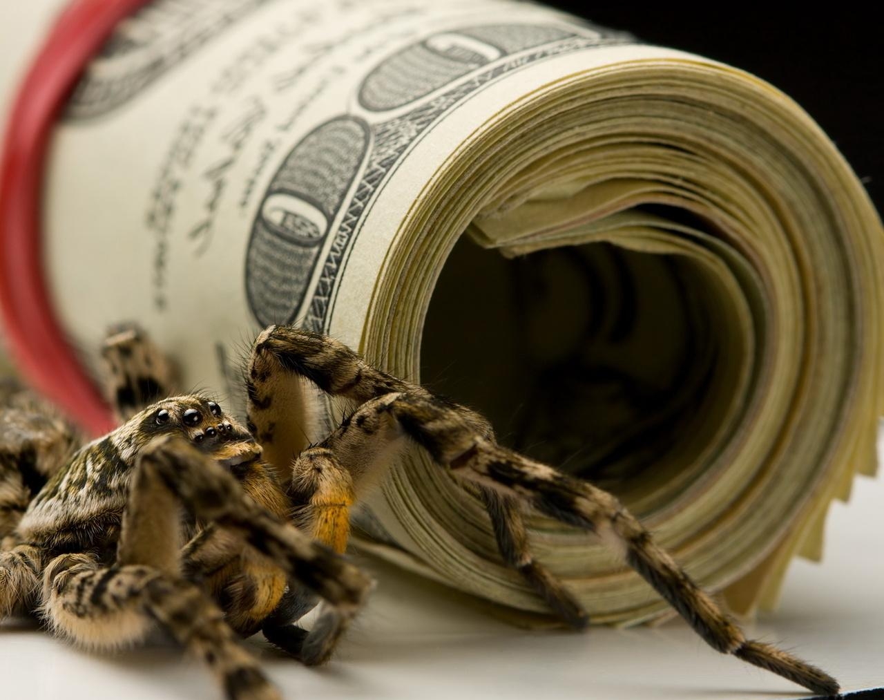 паук на долларе