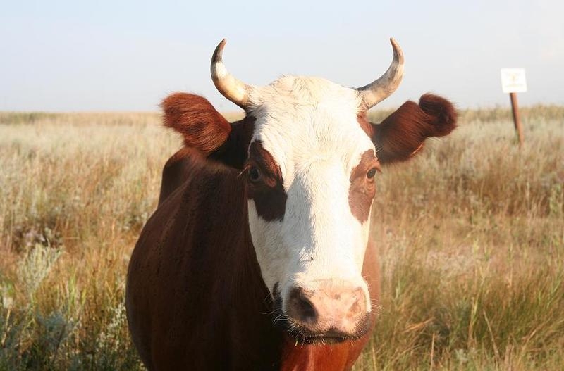 Коровы - источник говядины
