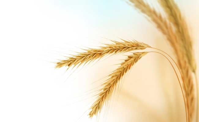 колосья пшеницы