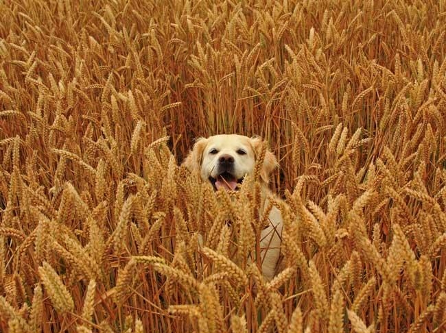 собака среди пшеницы