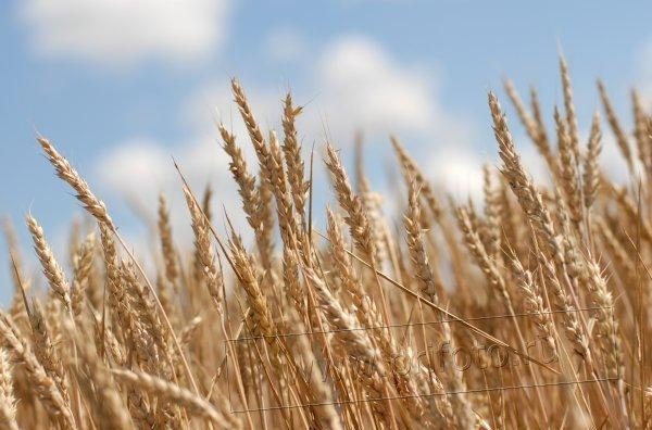 основные критерии классификации пшеницы
