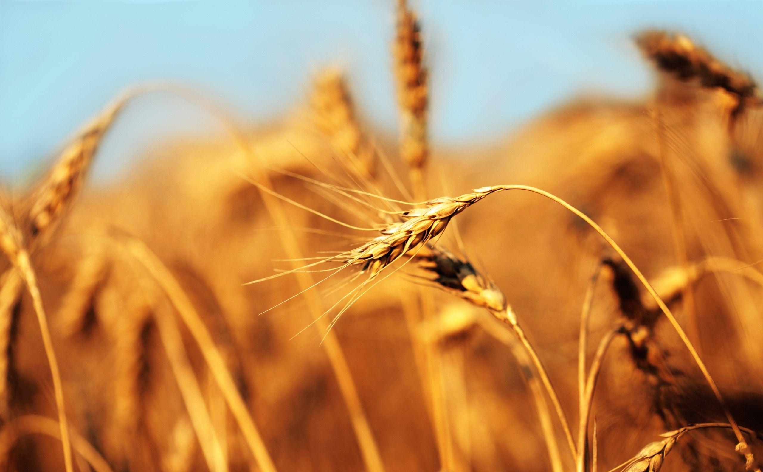 применение пшеницы озимой