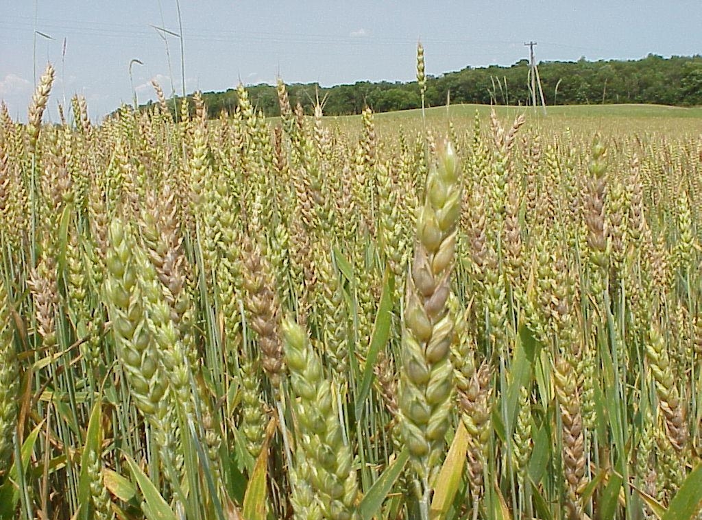 Пшеница - это широко распространенная зерновая культура
