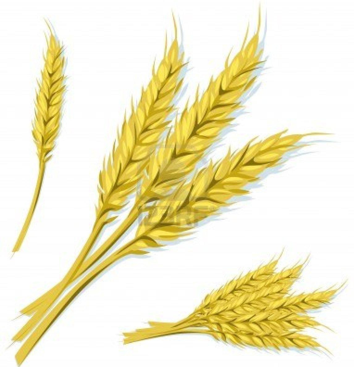 Колосок пшеницы детский