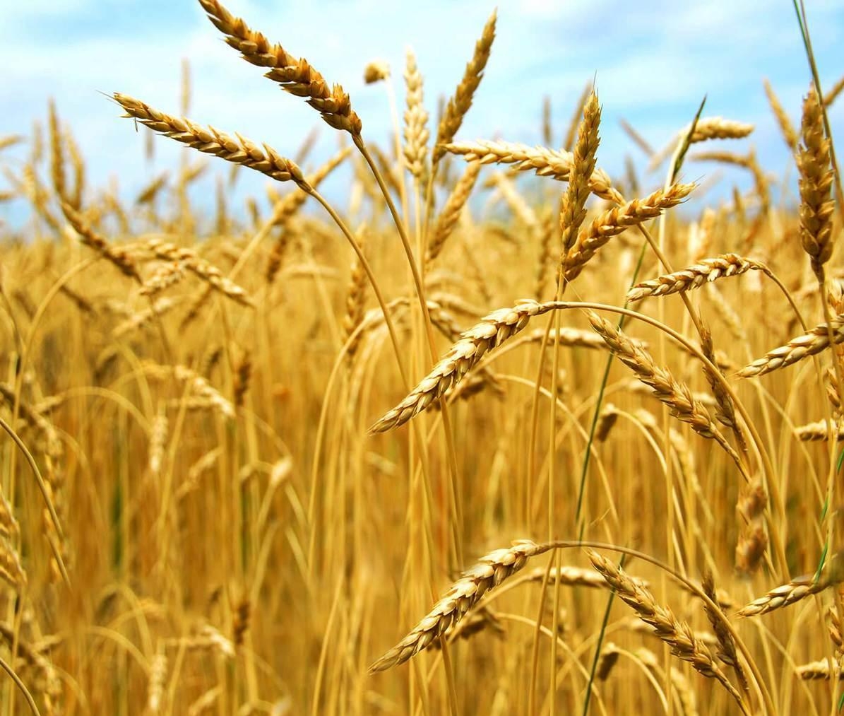 использование пшеницы озимой