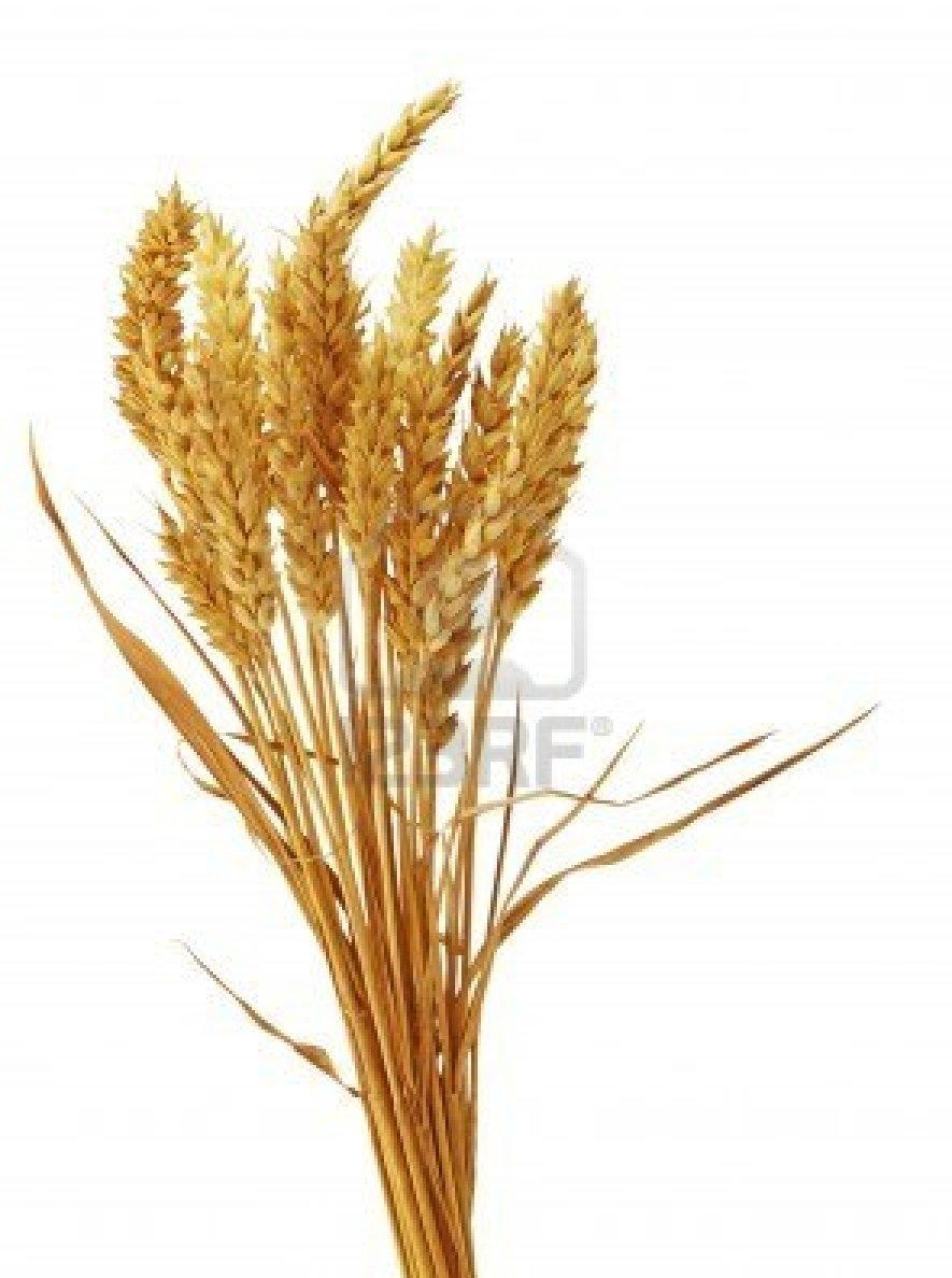 применение пшеницы спельты