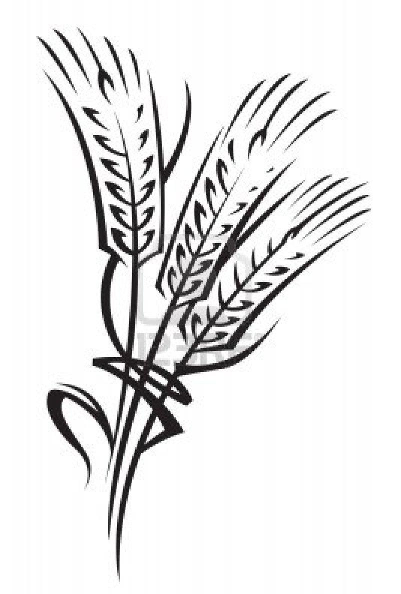 Колосья пшеницы контур