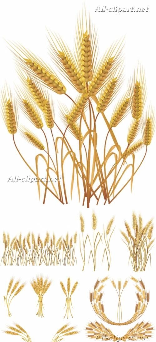 структура пшеницы английской