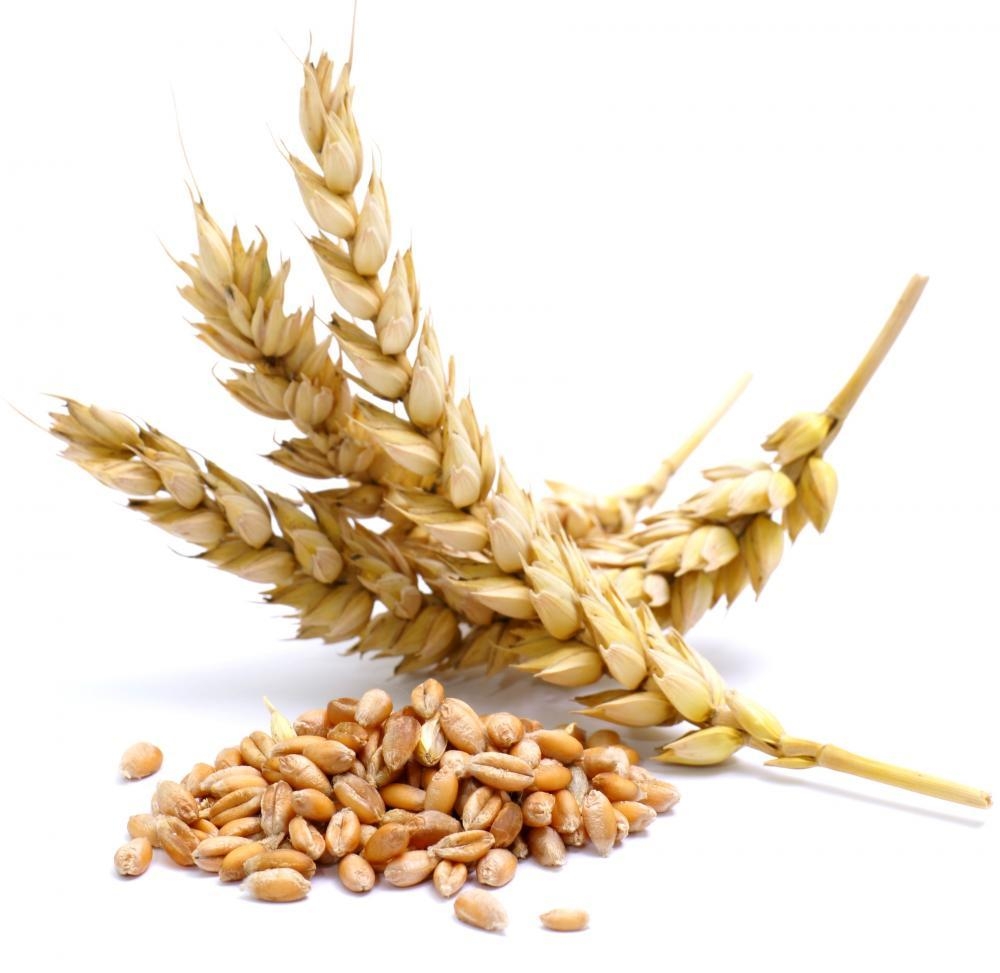 классификация пшеницы спельты