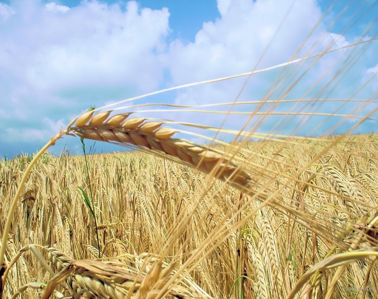 классификация пшеницы летней