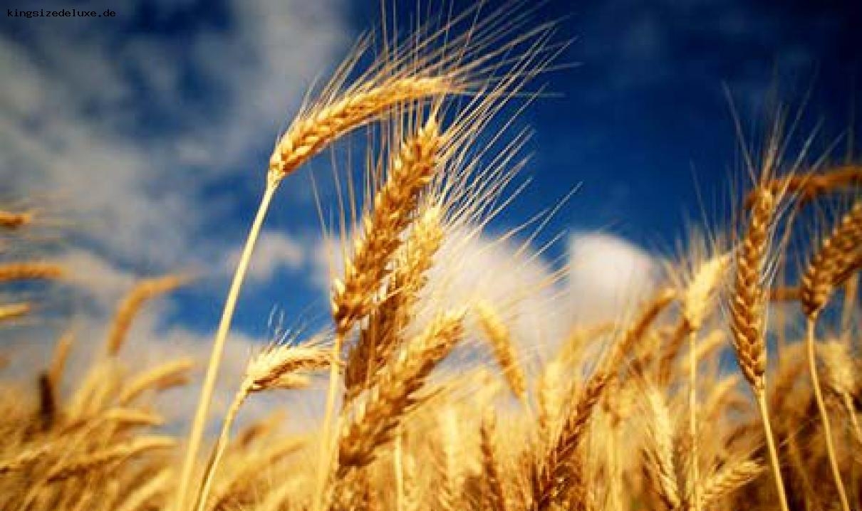 колосья пшеницы на ветру
