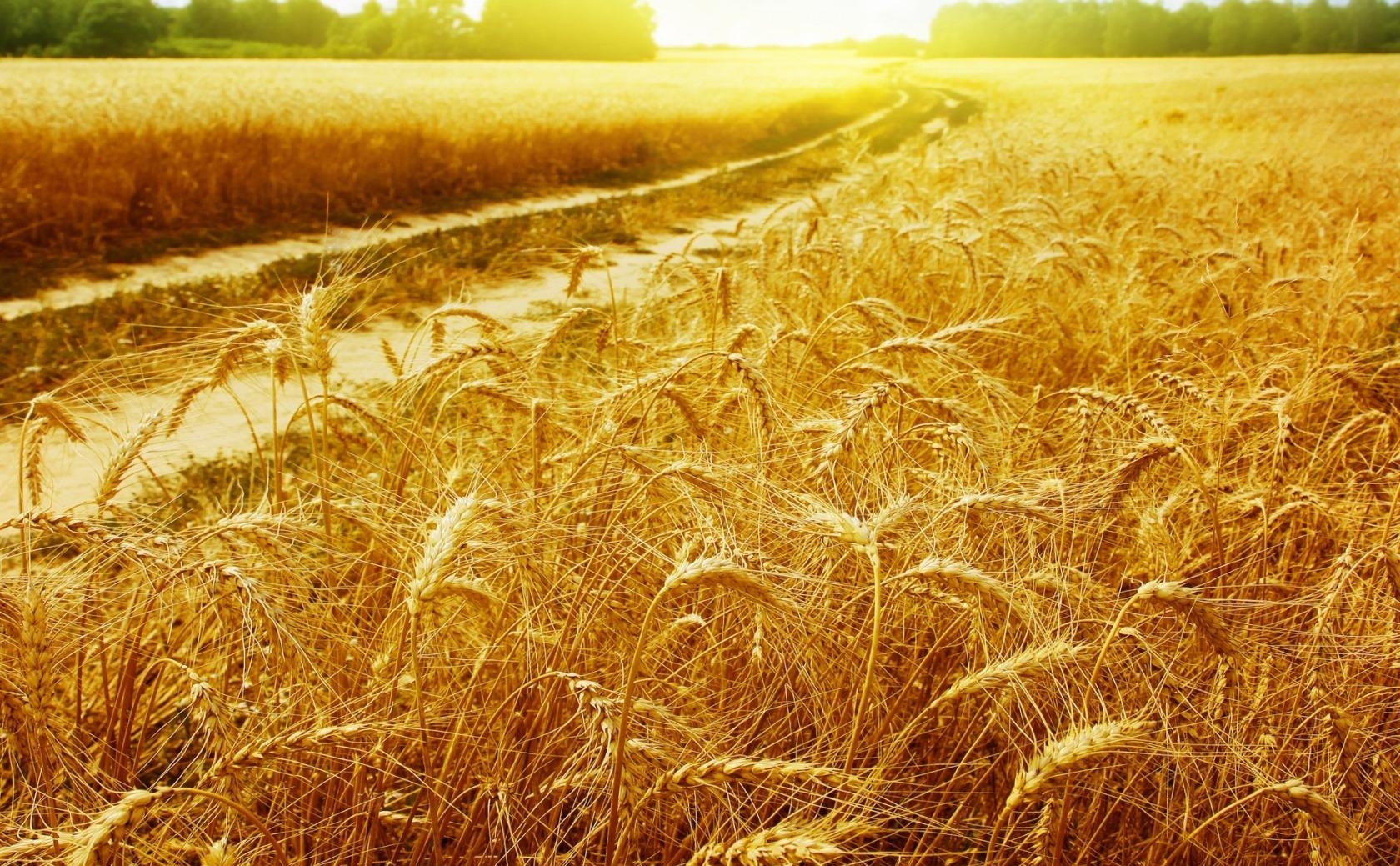 особенности пшеницы мягкой