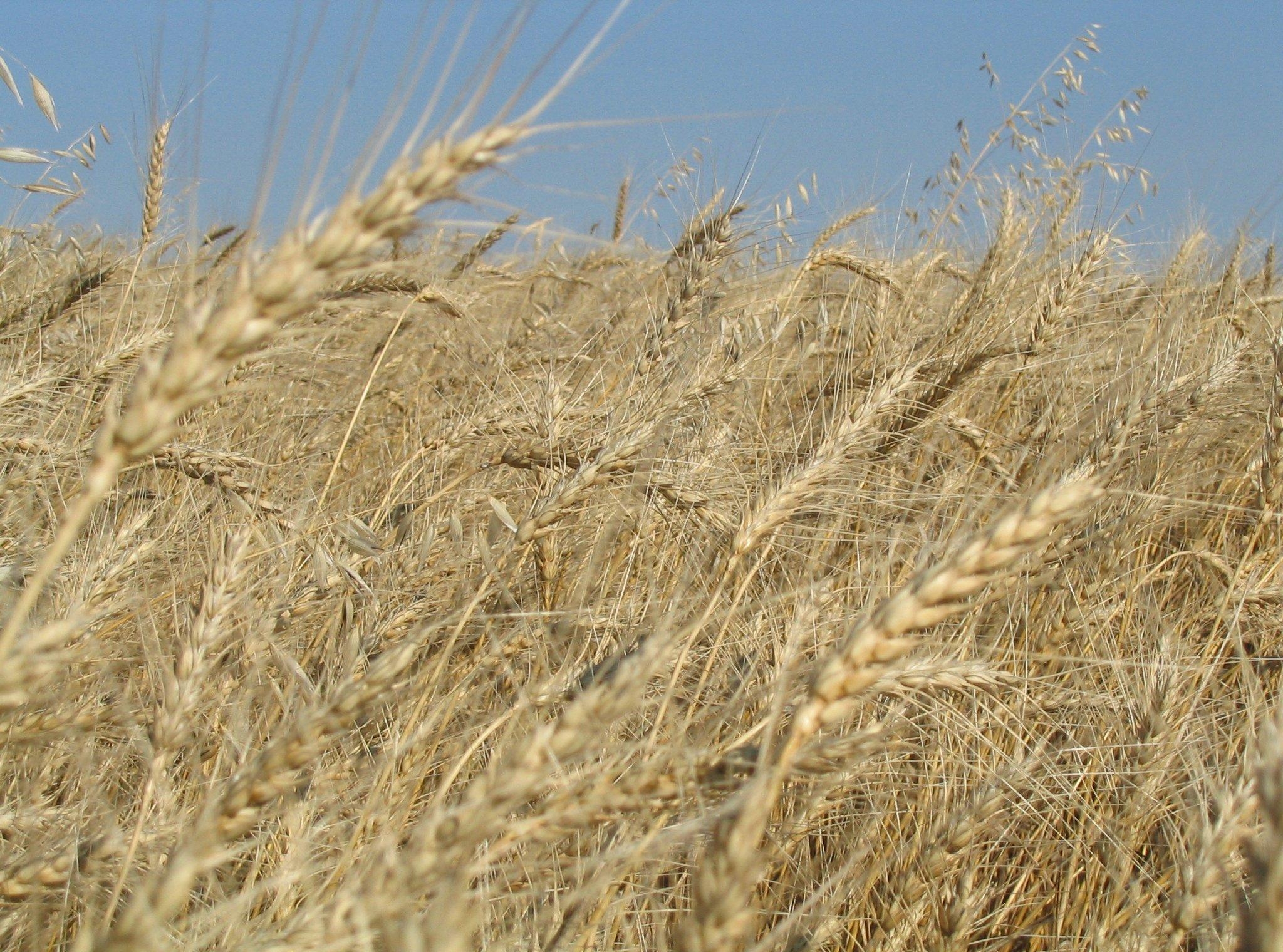 поле пшеницы в россии