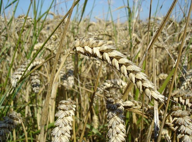 Болезнь пшеницы Твердая головня