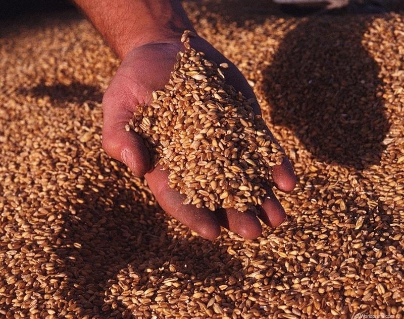 склад пшеницы