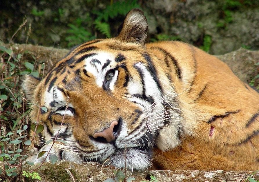 Фонд спасения тигров