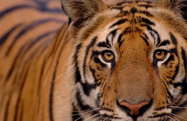 Фонд по спасению тигров