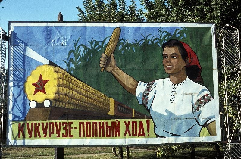 В СССР пытались выращивать кукурузу за Полярным кругом
