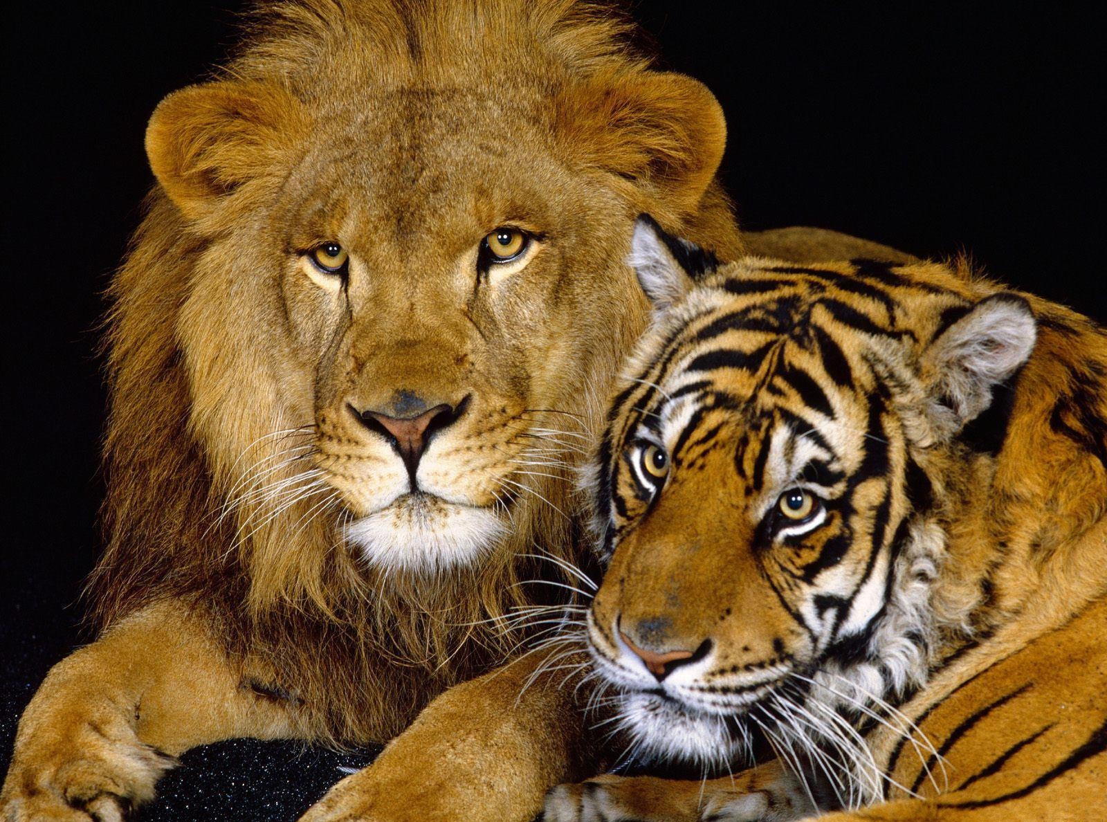 Иллюзорная связь пары слов лев - тигр