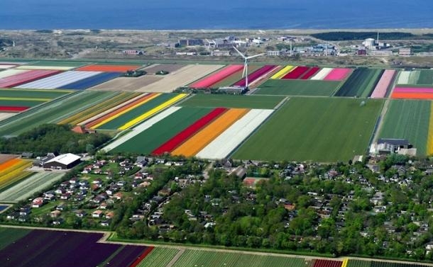 Сбор цветов в Нидерландах