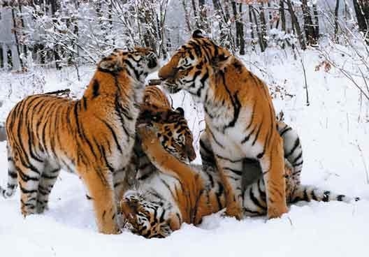Жизнедеятельность организмов тигры