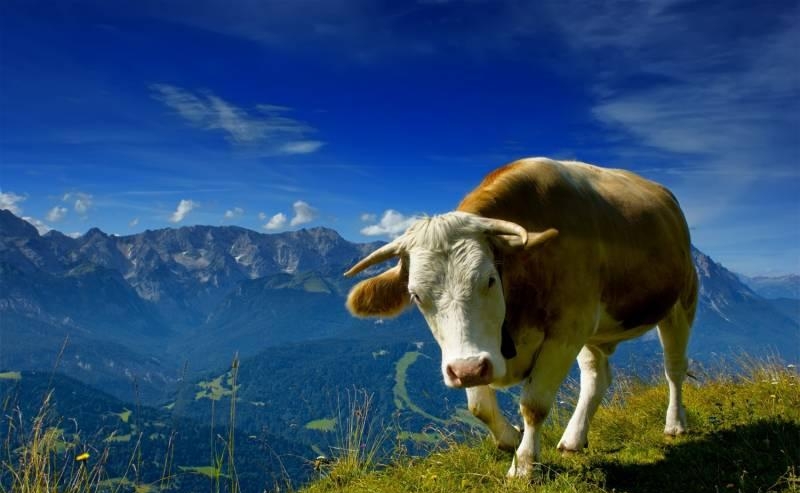 поле коровы природа животные скачать