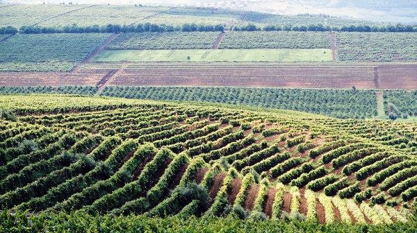 Виноградники Молдавии