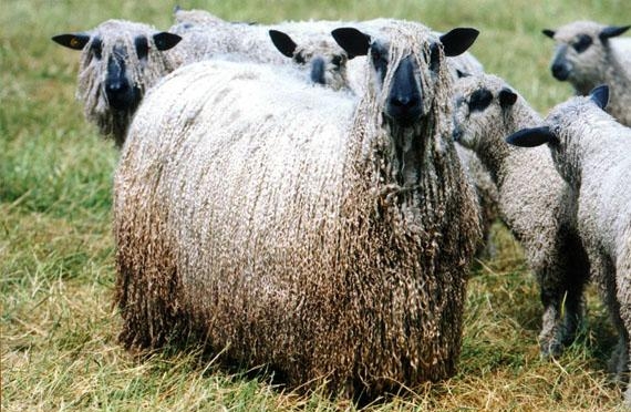 длинношерстные овцы