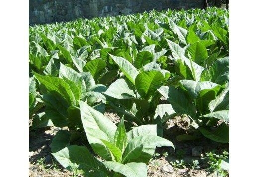 выращивание табака