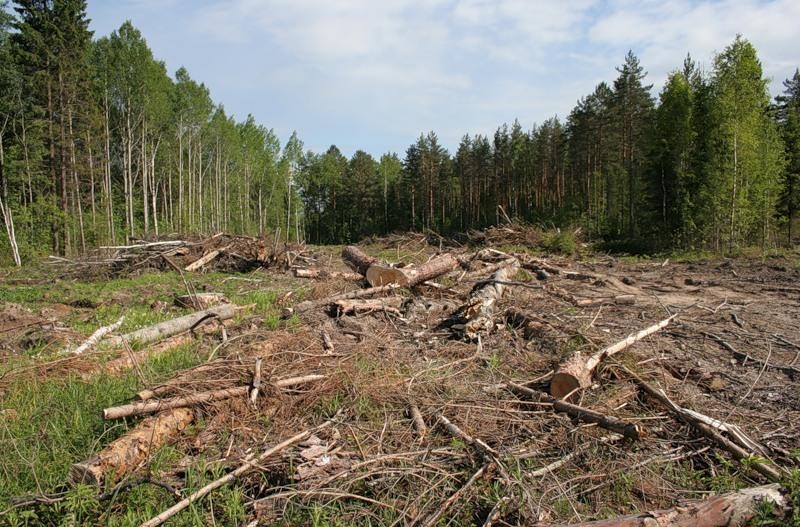 Безконтрольная вырубка лесов