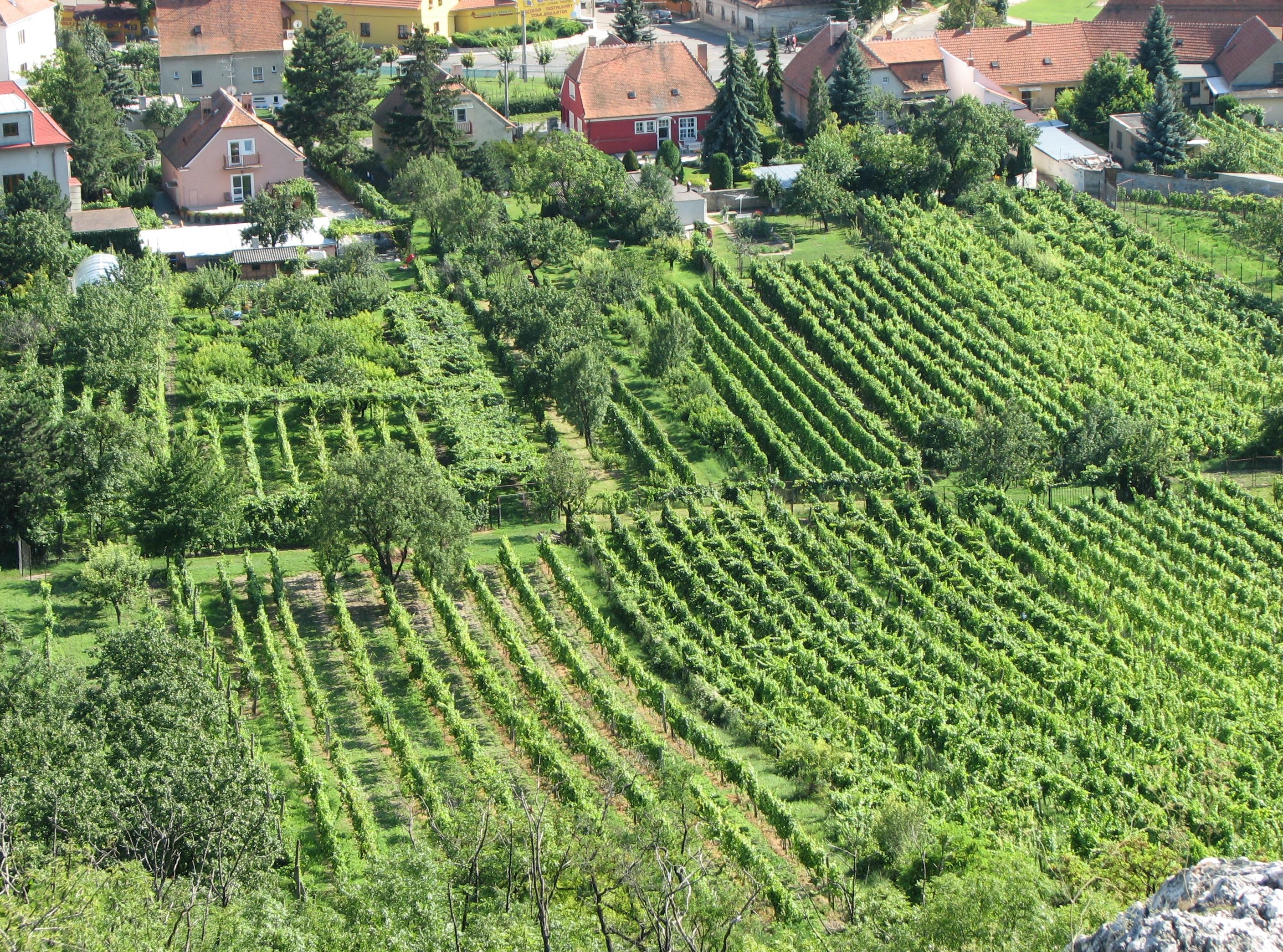 Виноградник в Чехии