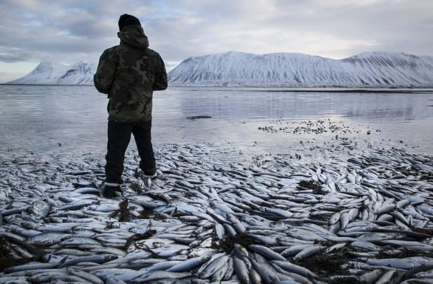 Массовая гибель сельди в Исландии