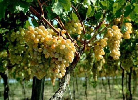Виноградник в Албании