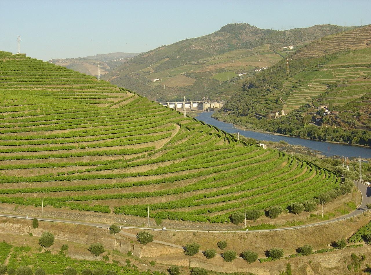 Виноградные плантации Португалии