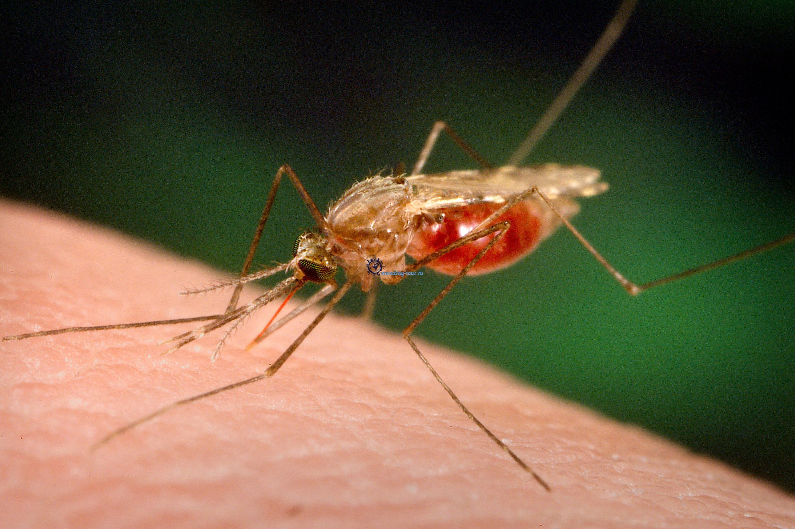 распространитель малярии