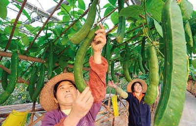 развитие сельской экономики Китая