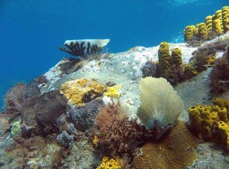 3.3. Фотография Доминики. Подводный мир
