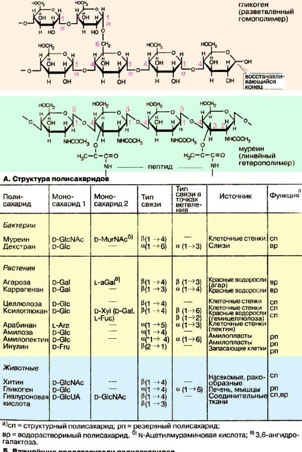 9.1. Структура полисахаридов