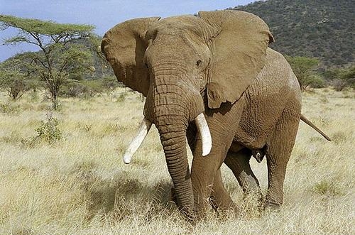 4.49. Африканский слон