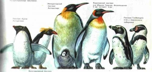 67. Пингвины