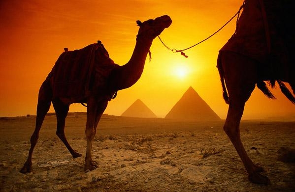 39. Верблюды в Египте